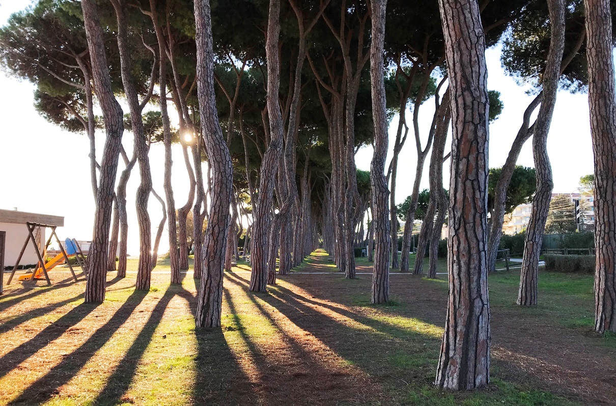 Hotel Roma Pineto — la pineta circostante